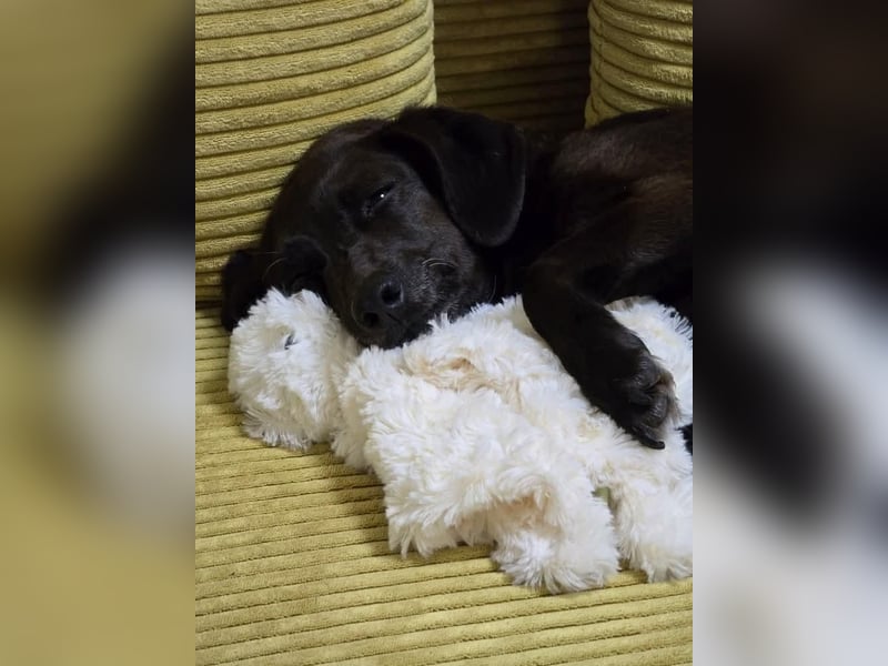 PAULA sucht ihr ruhiges Glück