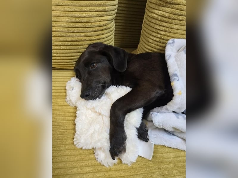 PAULA sucht ihr ruhiges Glück