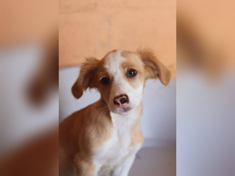 SAMMY wünscht sich ein liebevolles Daheim
