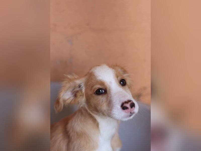 SAMMY wünscht sich ein liebevolles Daheim