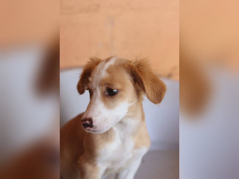 SAMMY wünscht sich ein liebevolles Daheim