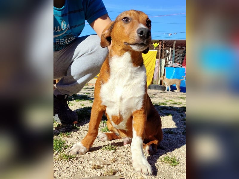 Hundekind JAX sucht seine Herzensmenschen