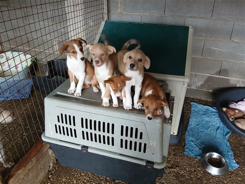 Hundekind JAX sucht seine Herzensmenschen