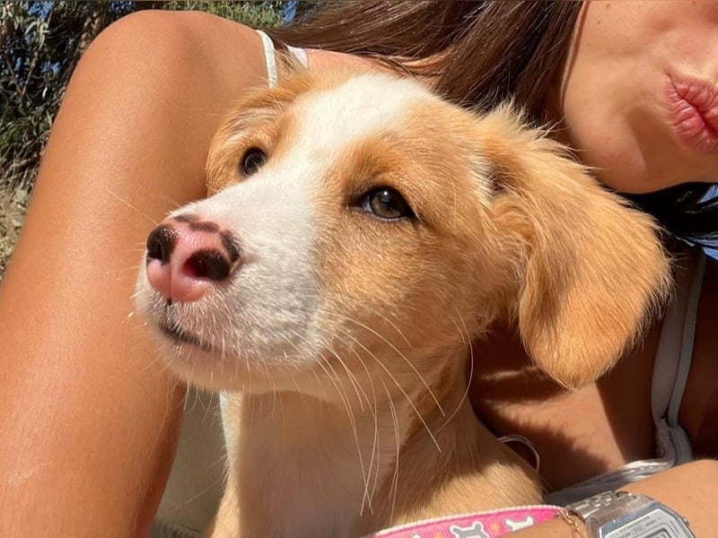 SAMMY wünscht sich ein liebevolles Daheim