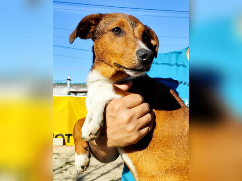Hundekind JAX sucht seine Herzensmenschen