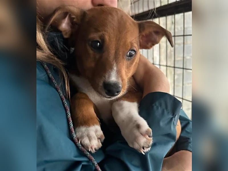 Hundekind JAX sucht seine Herzensmenschen
