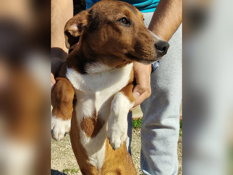 Hundekind JAX sucht seine Herzensmenschen