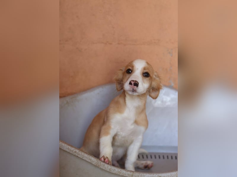 SAMMY wünscht sich ein liebevolles Daheim