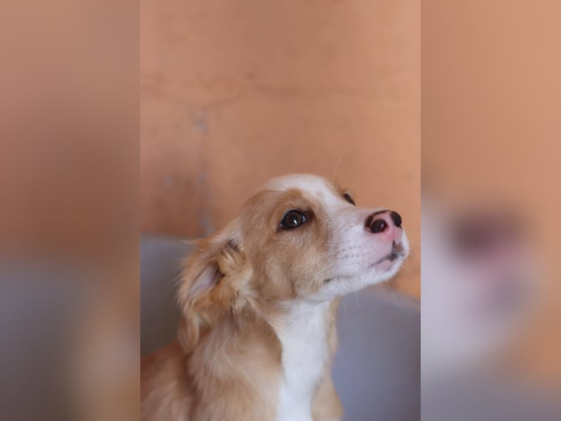 SAMMY wünscht sich ein liebevolles Daheim