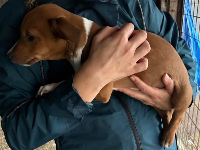 Hundekind JAX sucht seine Herzensmenschen