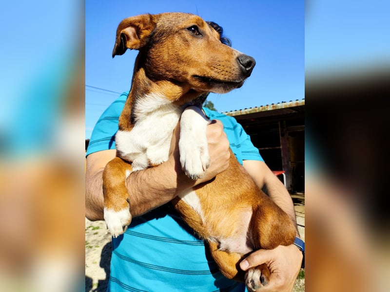 Hundekind JAX sucht seine Herzensmenschen