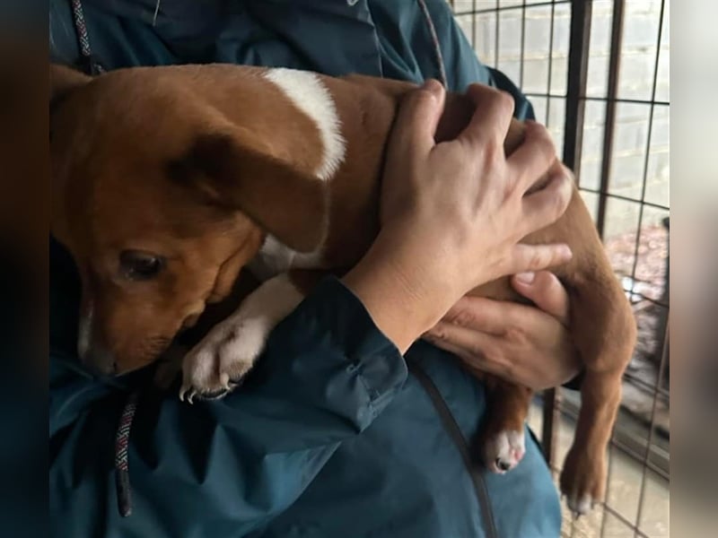 Hundekind JAX sucht seine Herzensmenschen