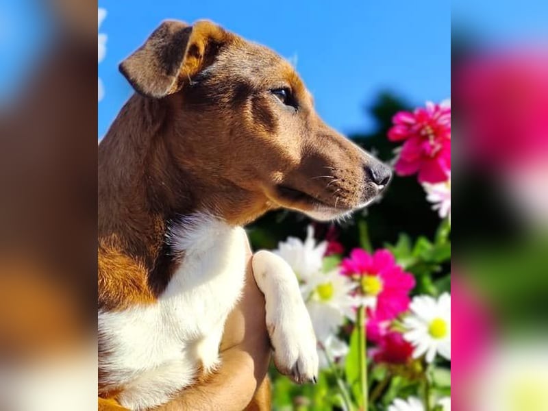 Hundekind JAX sucht seine Herzensmenschen
