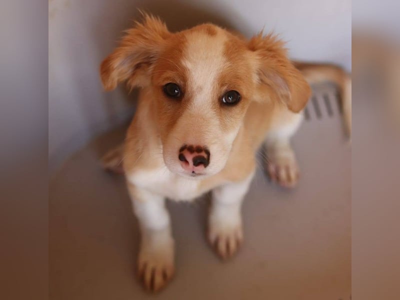 SAMMY wünscht sich ein liebevolles Daheim