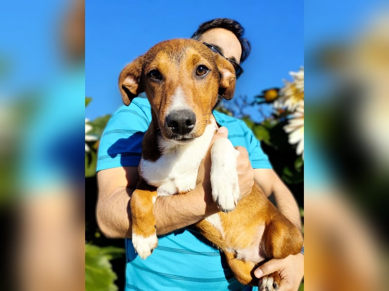 Hundekind JAX sucht seine Herzensmenschen