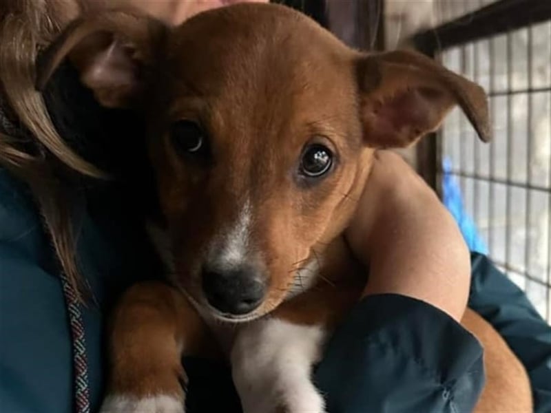 Hundekind JAX sucht seine Herzensmenschen