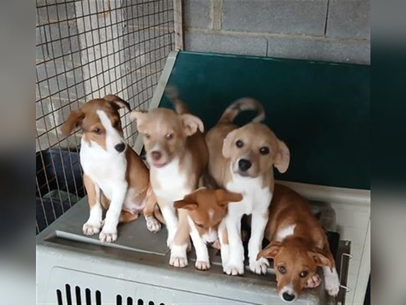 Hundekind JAX sucht seine Herzensmenschen