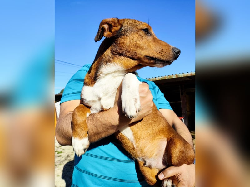 Hundekind JAX sucht seine Herzensmenschen