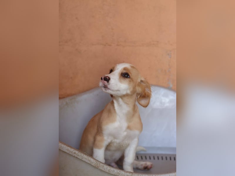 SAMMY wünscht sich ein liebevolles Daheim