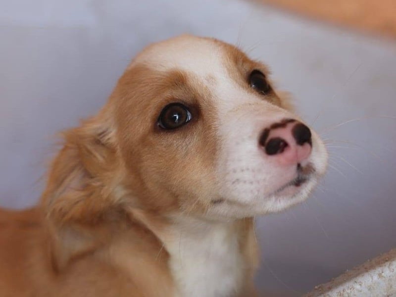 SAMMY wünscht sich ein liebevolles Daheim