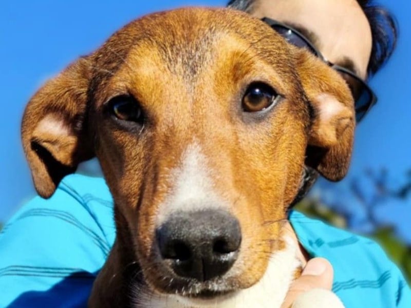 Hundekind JAX sucht seine Herzensmenschen