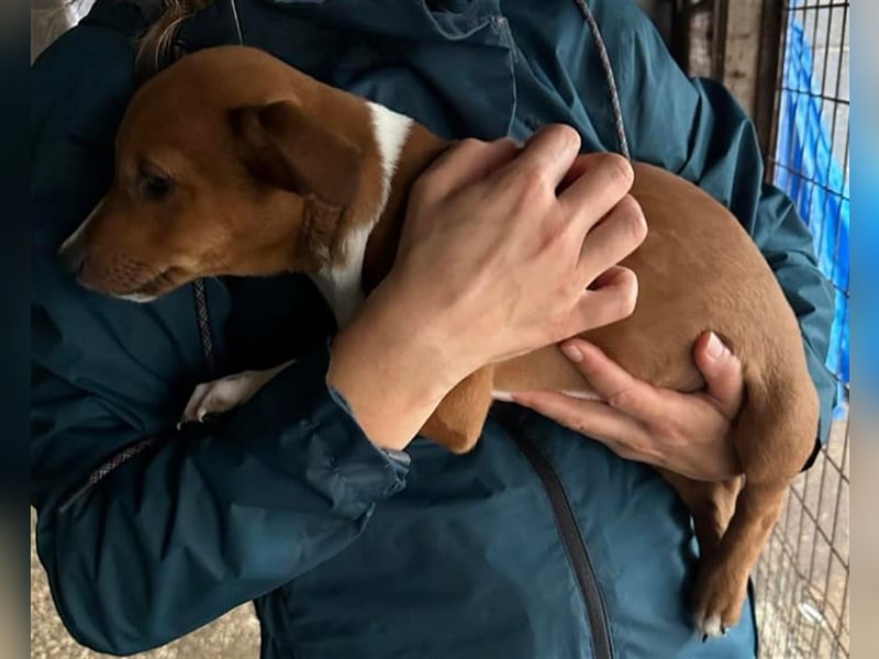 Hundekind JAX sucht seine Herzensmenschen