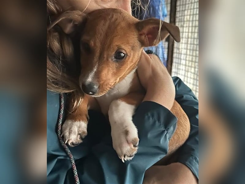 Hundekind JAX sucht seine Herzensmenschen