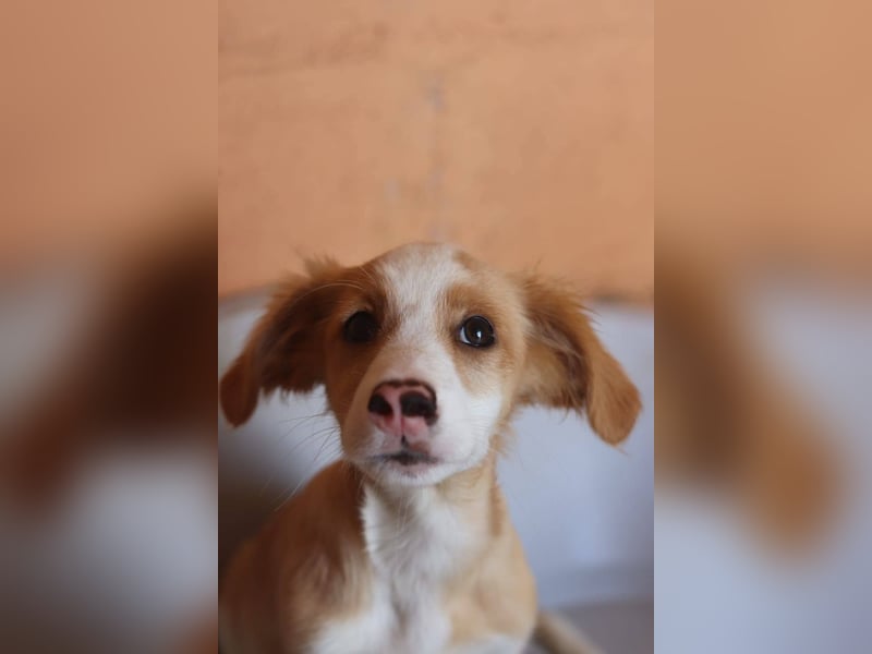 SAMMY wünscht sich ein liebevolles Daheim