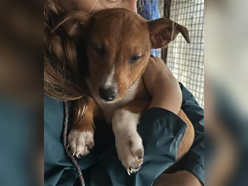 Hundekind JAX sucht seine Herzensmenschen