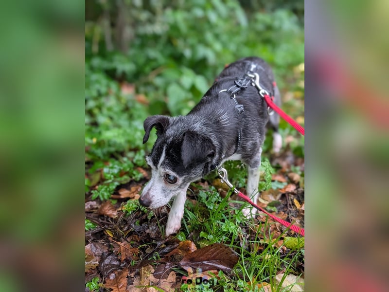 Eddie auf Pflegestelle in Borken