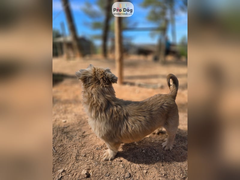 Fienchen auf Pflegestelle in Düsseldorf