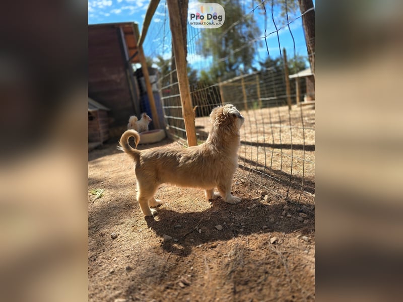 Fienchen auf Pflegestelle in Düsseldorf
