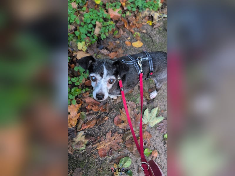 Eddie auf Pflegestelle in Borken