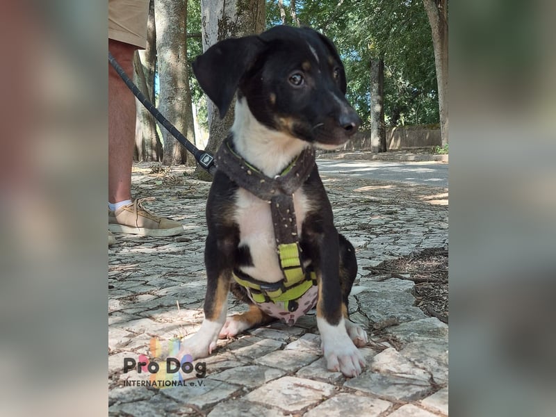Hundekind Jota möchte die Welt entdecken