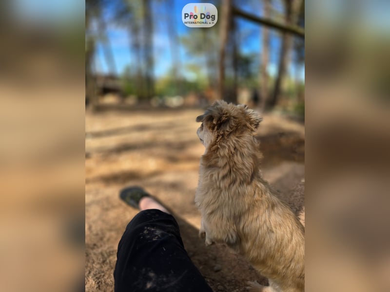 Fienchen auf Pflegestelle in Düsseldorf