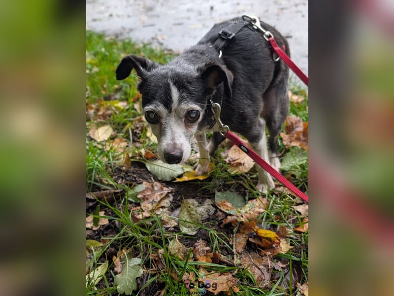 Eddie auf Pflegestelle in Borken