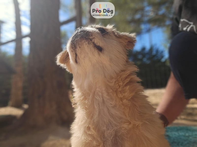 Fienchen auf Pflegestelle in Düsseldorf