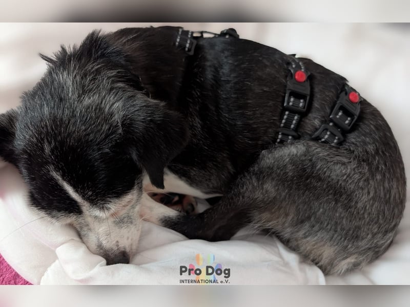 Eddie auf Pflegestelle in Borken