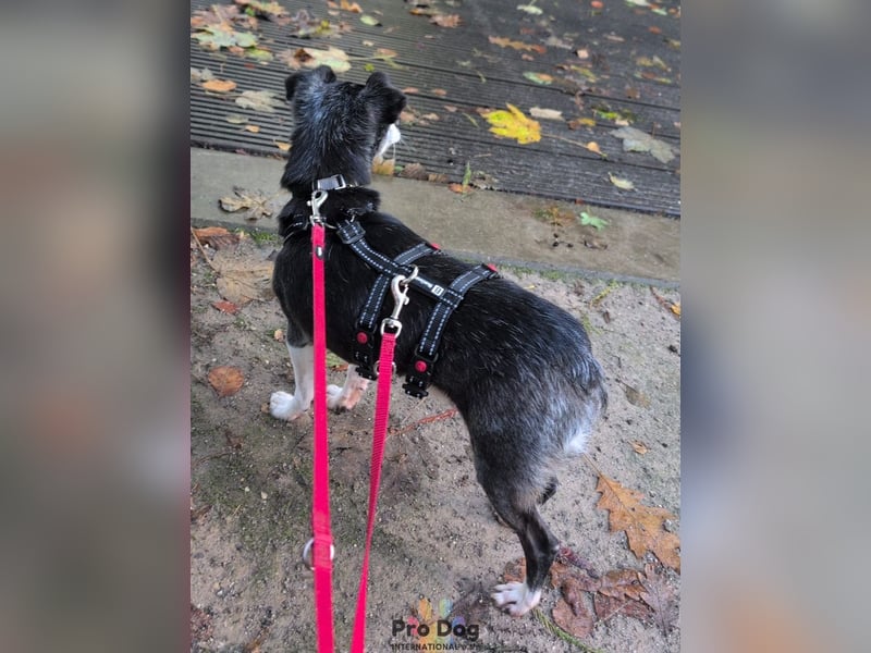 Eddie auf Pflegestelle in Borken