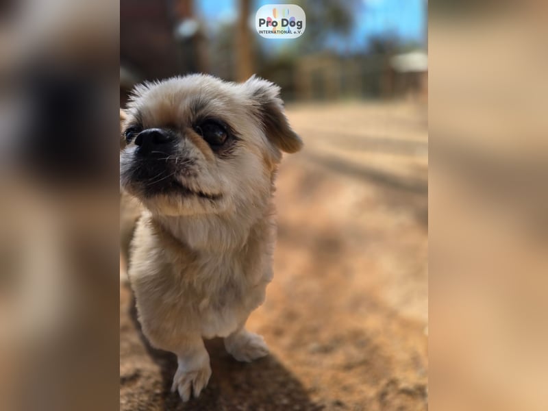 Fienchen auf Pflegestelle in Düsseldorf