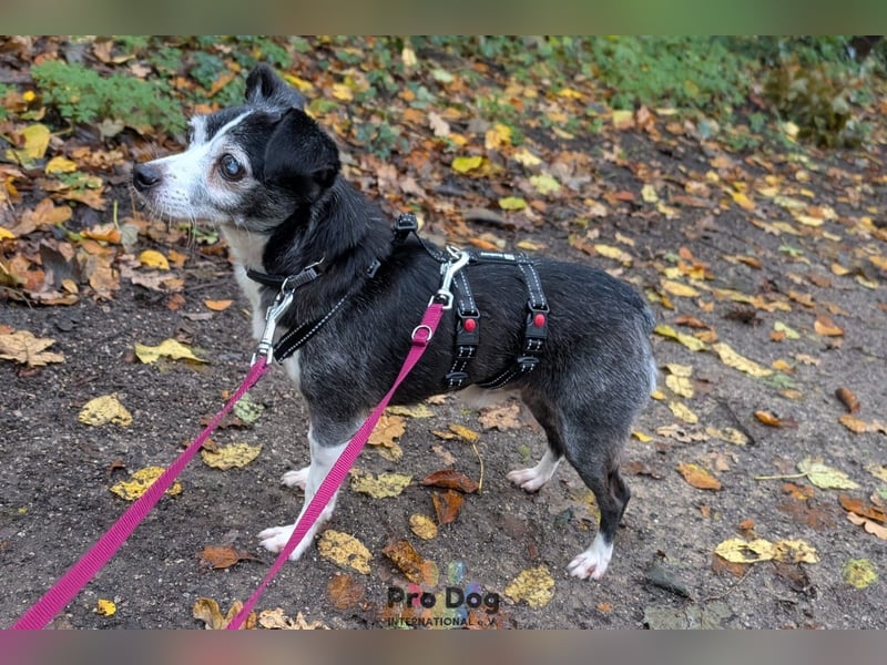 Eddie auf Pflegestelle in Borken