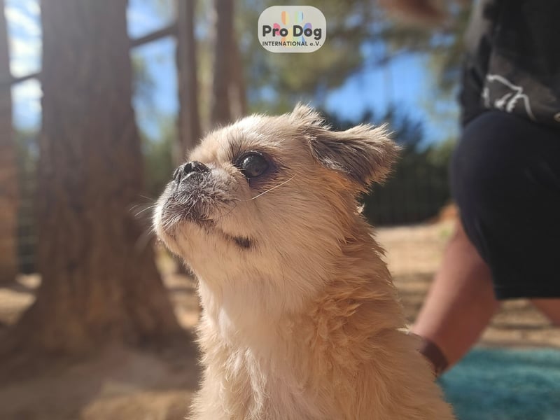 Fienchen auf Pflegestelle in Düsseldorf