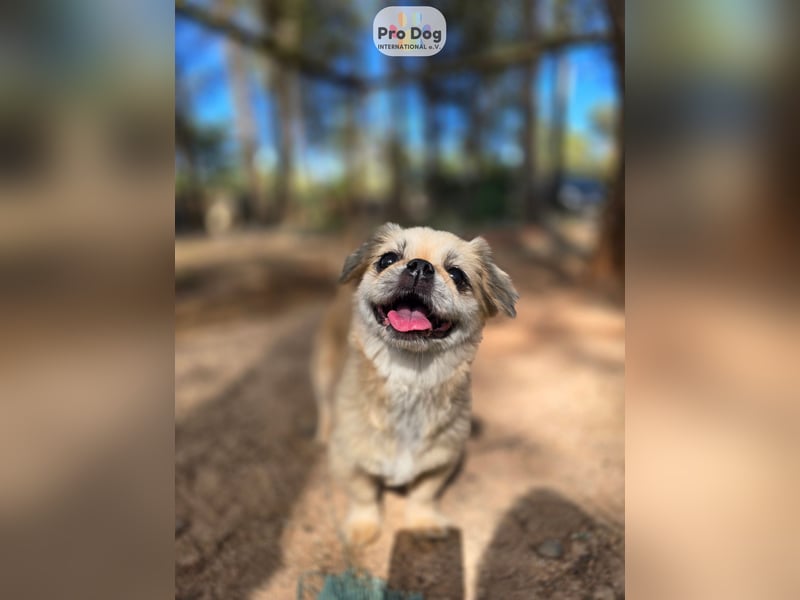 Fienchen auf Pflegestelle in Düsseldorf