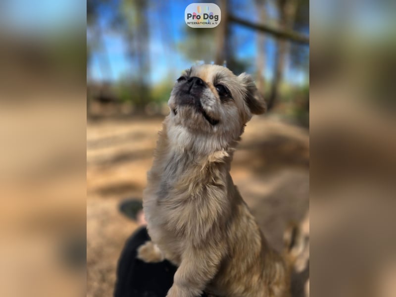 Fienchen auf Pflegestelle in Düsseldorf