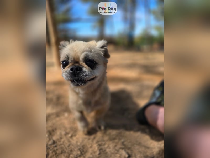 Fienchen auf Pflegestelle in Düsseldorf