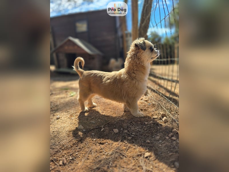 Fienchen auf Pflegestelle in Düsseldorf