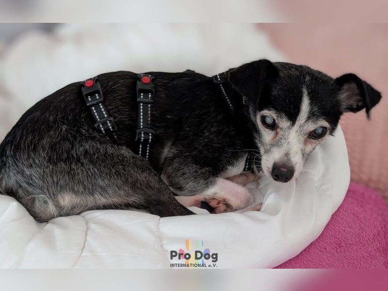 Eddie auf Pflegestelle in Borken