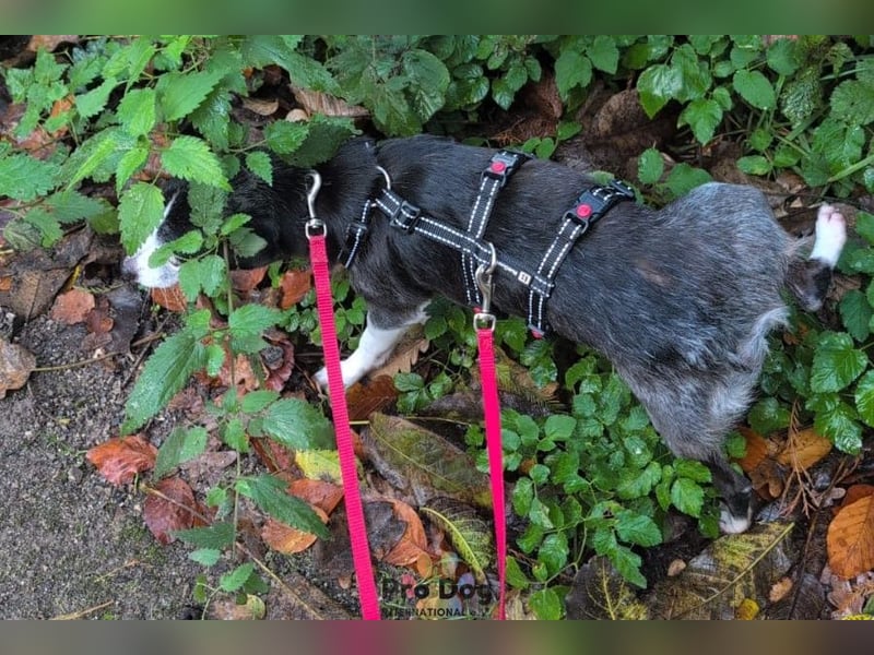 Eddie auf Pflegestelle in Borken