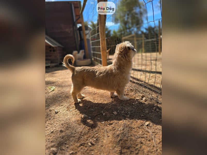 Fienchen auf Pflegestelle in Düsseldorf