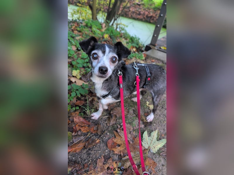 Eddie auf Pflegestelle in Borken